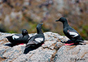 Cepphus columba